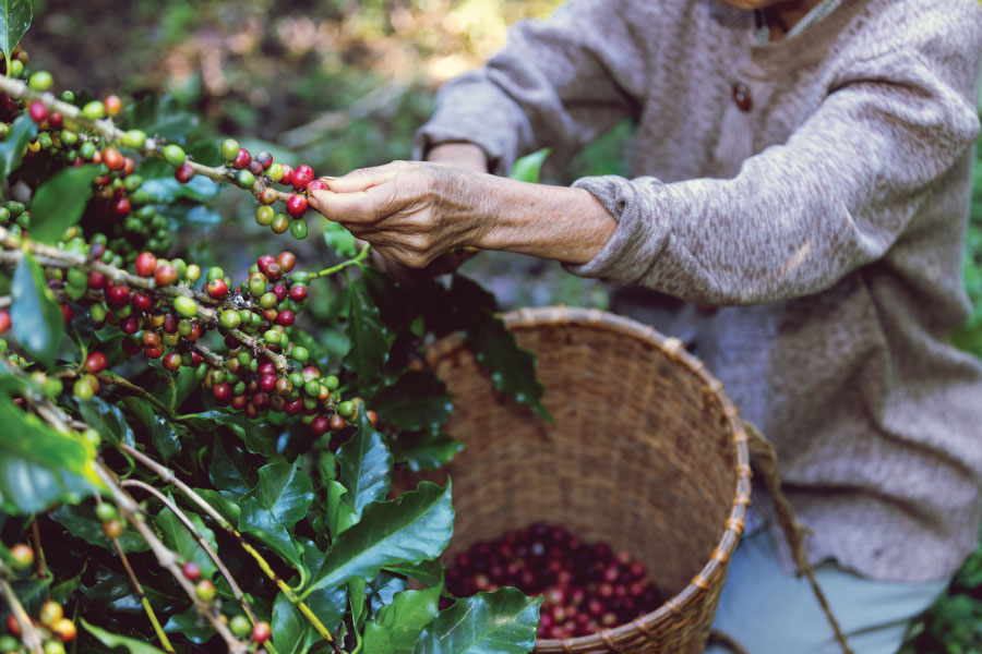 La agricultura en Mesitas del Colegio: Tradición y clima lleno de sabor