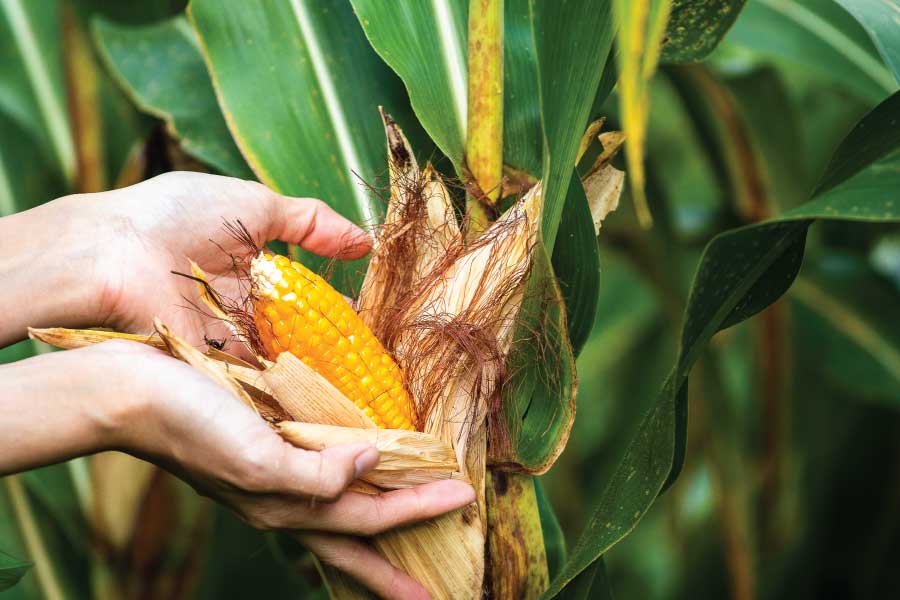 La agricultura en Mesitas del Colegio: Tradición y clima lleno de sabor